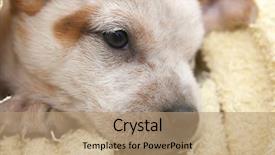  Presentation with fox - Theme enhanced with cute and adorable six week old fox terrier puppy dog wrapped in a blanket background and a coral colored foreground