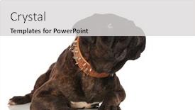  Presentation with brown leather - Presentation theme enhanced with cute and curious black boxer lying on white background looks up to side while wearing a brown leather spiked collar background and a light gray colored foreground