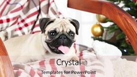 Presentation with cute christmas pug puppy dog - Audience pleasing PPT theme consisting of cute and playful pug dog backdrop and a lemonade colored foreground