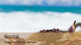  Presentation with alien - Slides with cute-animal-alien-creature background and a coral colored foreground