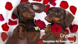 Presentation with dachshund - Audience pleasing PPT layouts consisting of cute animal frame - brown chocolate color dog dachshund backdrop and a tawny brown colored foreground
