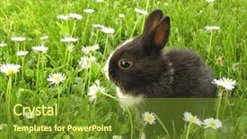  Presentation with bunny - Slides enhanced with cute animal frame - bunny rabbit black and white background and a tawny brown colored foreground