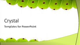  Presentation with caterpillar - Slides consisting of cute animal frame - caterpillar border background and a white colored foreground