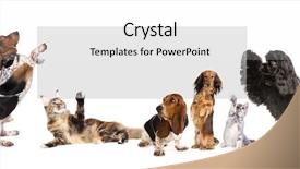  Presentation with dogs cats - Audience pleasing slide deck consisting of cute animal frame - cats and dogs holding backdrop and a white colored foreground
