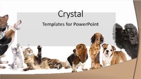  Presentation with dogs cats - PPT layouts with cute animal frame - cats and dogs holding background and a white colored foreground