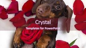  Presentation with dachshund - Colorful slides enhanced with cute animal frame - dachshund and red rose backdrop and a tawny brown colored foreground