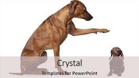  Presentation with dog and cat - PPT theme having cute animal frame - dachshund and rhodesian ridgeback group background and a soft green colored foreground