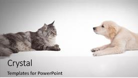  Presentation with dog cat - Amazing PPT layouts having cute animal frame - digital composite of cat backdrop and a light gray colored foreground