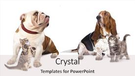  Presentation with kitten - Presentation theme with cute animal frame - group of dog kitten background and a lemonade colored foreground
