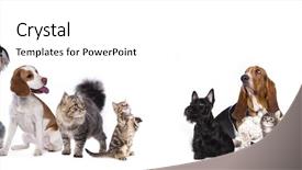  Presentation with kitten - Presentation theme with cute animal frame - group of dog kitten background and a white colored foreground