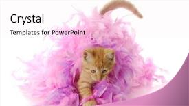  Presentation with hello kitty cute little kitten - PPT layouts having cute animal frame - kitten playing - nine week background and a white colored foreground