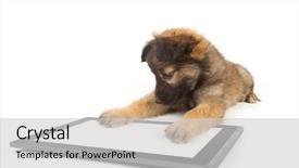  Presentation with tablets wood table tablet white - Colorful presentation enhanced with cute animal frame - one tablet on the white backdrop and a light gray colored foreground