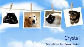  Presentation with animal photos - Presentation having cute animal frame - photos of dogs and cats background and a sky blue colored foreground