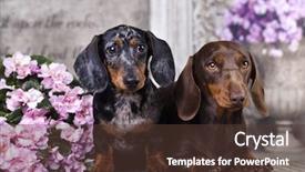  Presentation with frame pink - Presentation featuring cute animal frame - tvo dachshund and pink flower background and a tawny brown colored foreground