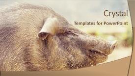  Presentation with vietnam - PPT layouts featuring cute animal frame - vietnam pig close up background and a lemonade colored foreground