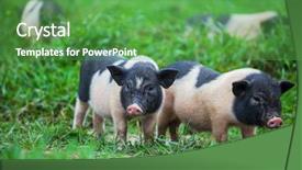  Presentation with year of the pig - Slide set consisting of cute animal frame - vietnamese pig background and a  colored foreground