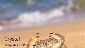  Presentation with animal eye - PPT layouts featuring cute animal menacing eyes background and a coral colored foreground