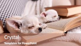  Presentation with sad dog abandoned dogs - Audience pleasing presentation design consisting of adorable chihuahua dogs with books backdrop and a coral colored foreground