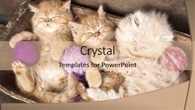  Presentation with wool - Audience pleasing PPT theme consisting of exotic kittens sleeping backdrop and a lemonade colored foreground