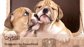  Presentation with english bulldog - Cool new PPT theme with vigils - gentle kiss an english bulldog backdrop and a coral colored foreground