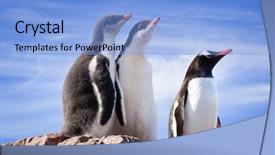  Presentation with coast - Cool new PPT theme with penguins resting on the stony coast of antarctica backdrop and a light blue colored foreground