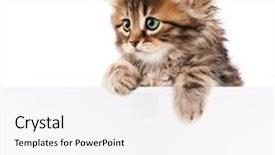  Presentation with kitten - Theme enhanced with sign isolated on white background background and a sky blue colored foreground