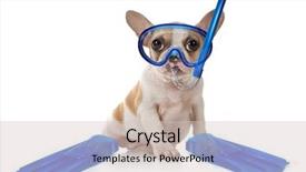  Presentation with puppy - Theme enhanced with portrait cute funny - sitting puppy dog with snorkeling background and a lemonade colored foreground