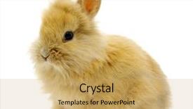  Presentation with rabbit - Presentation theme consisting of small rabbit background and a yellow colored foreground