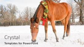  Presentation with gold red - Amazing presentation design having cute-arabian-horse-wearing backdrop and a lemonade colored foreground