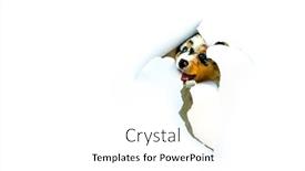  Presentation with australian - Slide deck having cute-australian-shepherd-blue-merle background and a white colored foreground