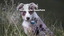  Presentation with cute christmas pug puppy dog - Audience pleasing slide deck consisting of cute-australian-shepherd-puppy-enjoying backdrop and a dark gray colored foreground