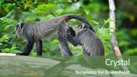  Presentation with natural - PPT layouts with cute baboons in african natural background and a tawny brown colored foreground