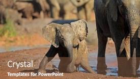  Presentation with cute baby - Presentation with cute-baby-african-elephant-loxodonta background and a tawny brown colored foreground