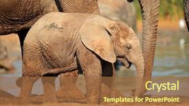  Presentation with african elephant loxodonta africana - Colorful presentation theme enhanced with cute baby african elephant loxodonta backdrop and a red colored foreground