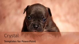  Presentation with bully - Audience pleasing presentation theme consisting of cute-baby-american-bully-sitting backdrop and a red colored foreground
