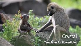  Presentation with africas cute - Slide deck featuring cute baby baboon in african background and a ocean colored foreground