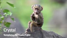  Presentation with african american and baby - Slides consisting of cute baby baboon in african background and a gray colored foreground
