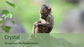  Presentation with cute baby - PPT theme with cute baby baboon in african background and a seafoam green colored foreground