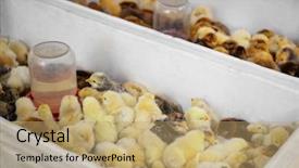  Presentation with incubator baby - Audience pleasing slide deck consisting of cute baby birds in incubator backdrop and a coral colored foreground