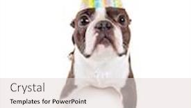  Presentation with cute birthday - Audience pleasing PPT layouts consisting of cute baby boston terrier on a white background with a birthday hat backdrop and a lemonade colored foreground