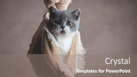  Presentation with shiny - Presentation theme with cute-baby-british-shorthair-cat background and a gray colored foreground
