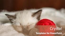  Presentation with yarn - Audience pleasing presentation theme consisting of cute-baby-cat-cozy-kitten backdrop and a coral colored foreground