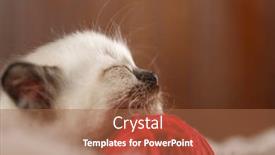  Presentation with yarn - Amazing presentation theme having cute-baby-cat-cozy-kitten backdrop and a red colored foreground