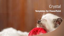  Presentation with yarn - Presentation consisting of cute-baby-cat-cozy-kitten background and a tawny brown colored foreground