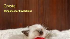  Presentation with yarn - Beautiful presentation design featuring cute-baby-cat-cozy-kitten backdrop and a tawny brown colored foreground