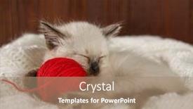  Presentation with yarn - Colorful presentation enhanced with cute-baby-cat-cozy-kitten backdrop and a coral colored foreground