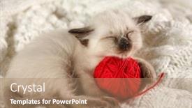  Presentation with yarn - Amazing presentation having cute-baby-cat-cozy-kitten backdrop and a coral colored foreground