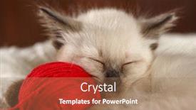  Presentation with yarn - Beautiful presentation theme featuring cute-baby-cat-cozy-kitten backdrop and a coral colored foreground