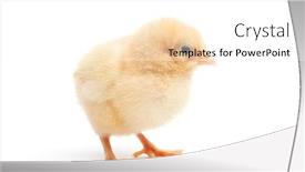  Presentation with cute baby - Colorful presentation enhanced with cute-baby-chick-buff-orpington backdrop and a white colored foreground