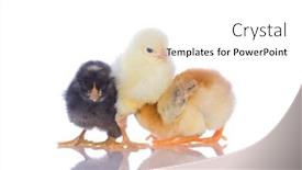  Presentation with chicks - Presentation consisting of cute baby chicks over white background background and a white colored foreground
